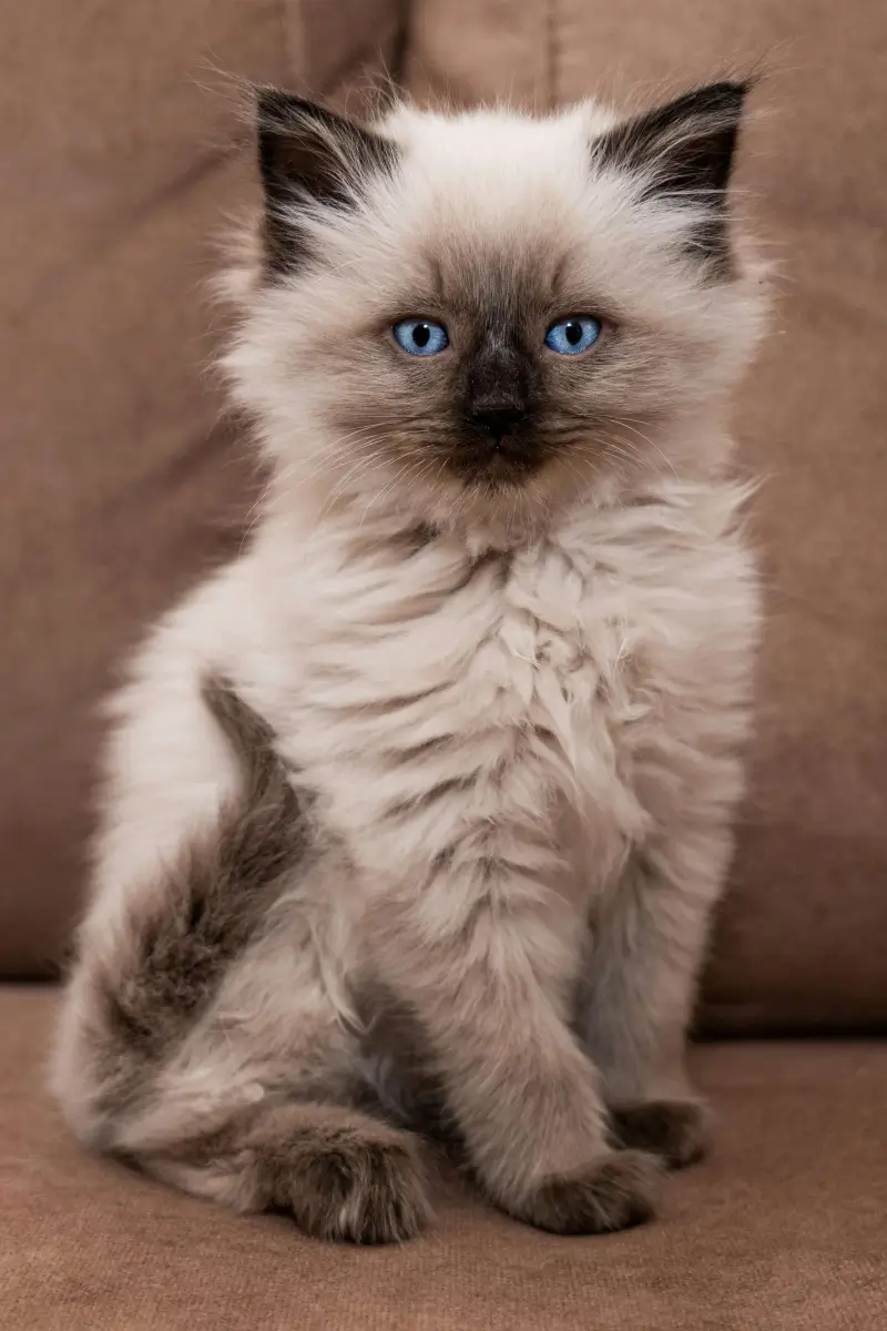 KittenNest a cat with blue eyes sitting on a couch