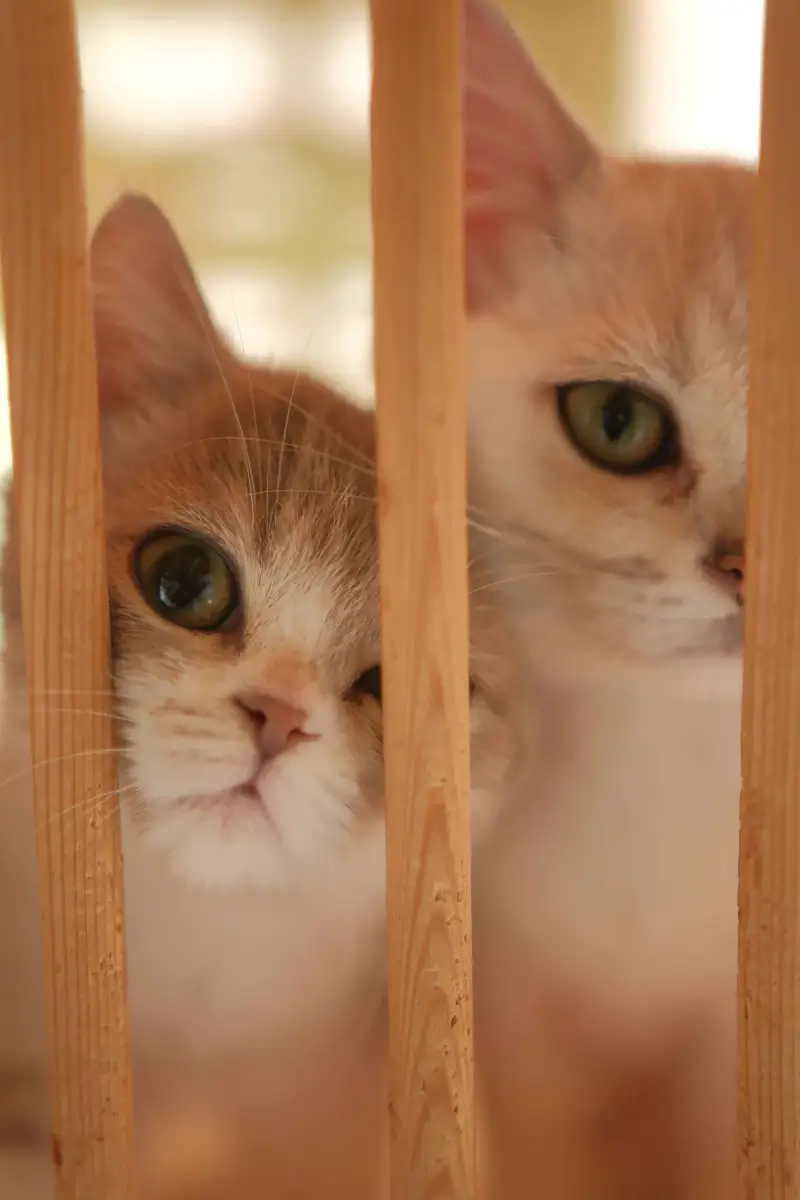 KittenNest a close up of two cats behind a wooden fence