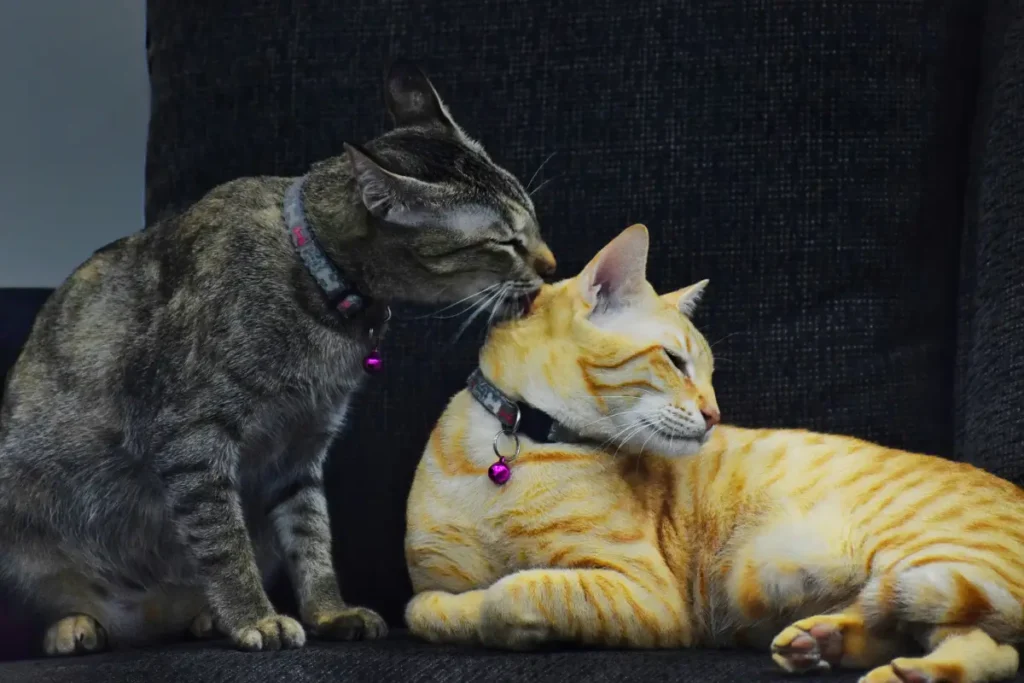 Cats Groom Each Other