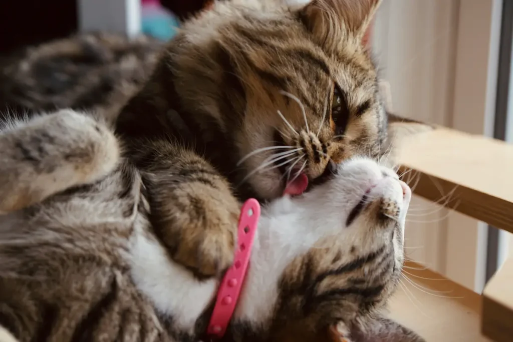 cats grooming each other