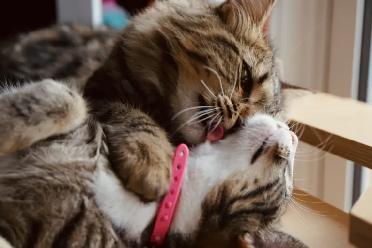 cats grooming each other