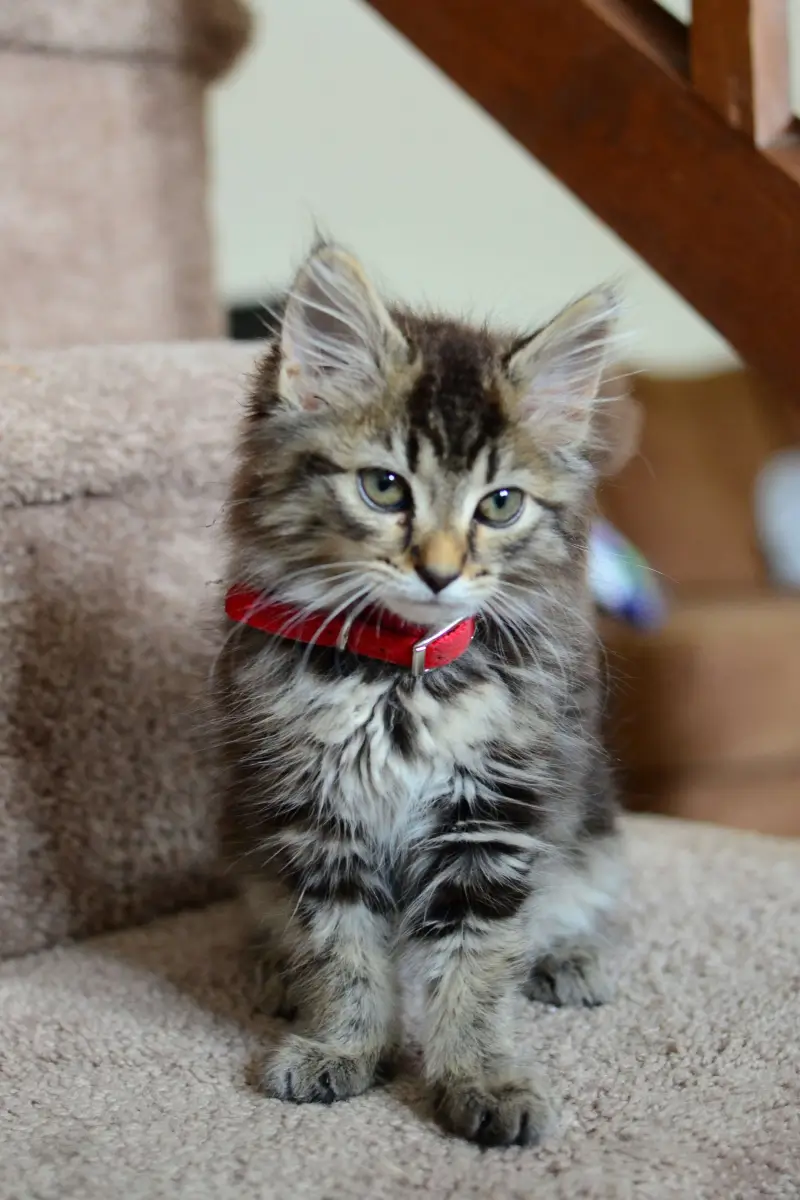KittenNest silver tabby cat on gray textile