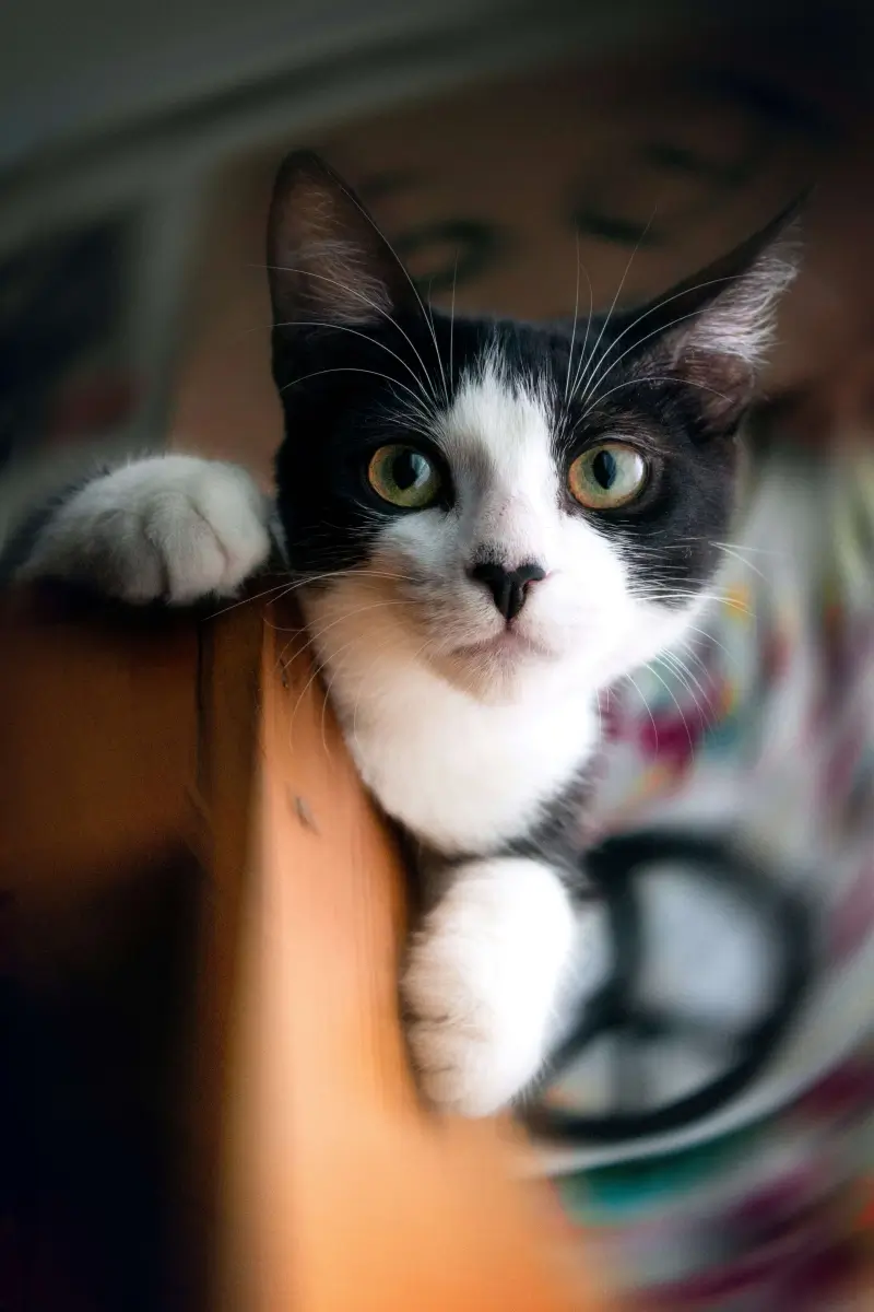 KittenNest white and black cat on brown wooden table