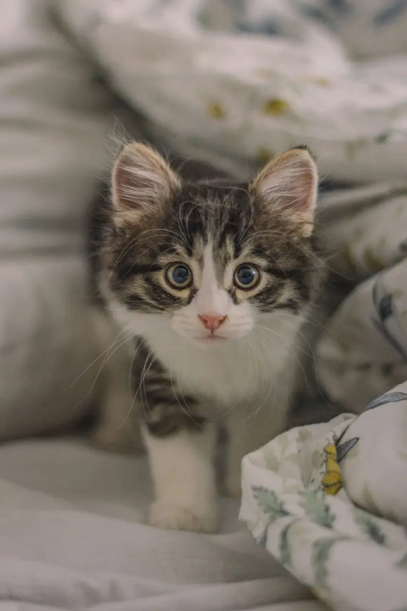 KittenNest white and gray kitten on bed