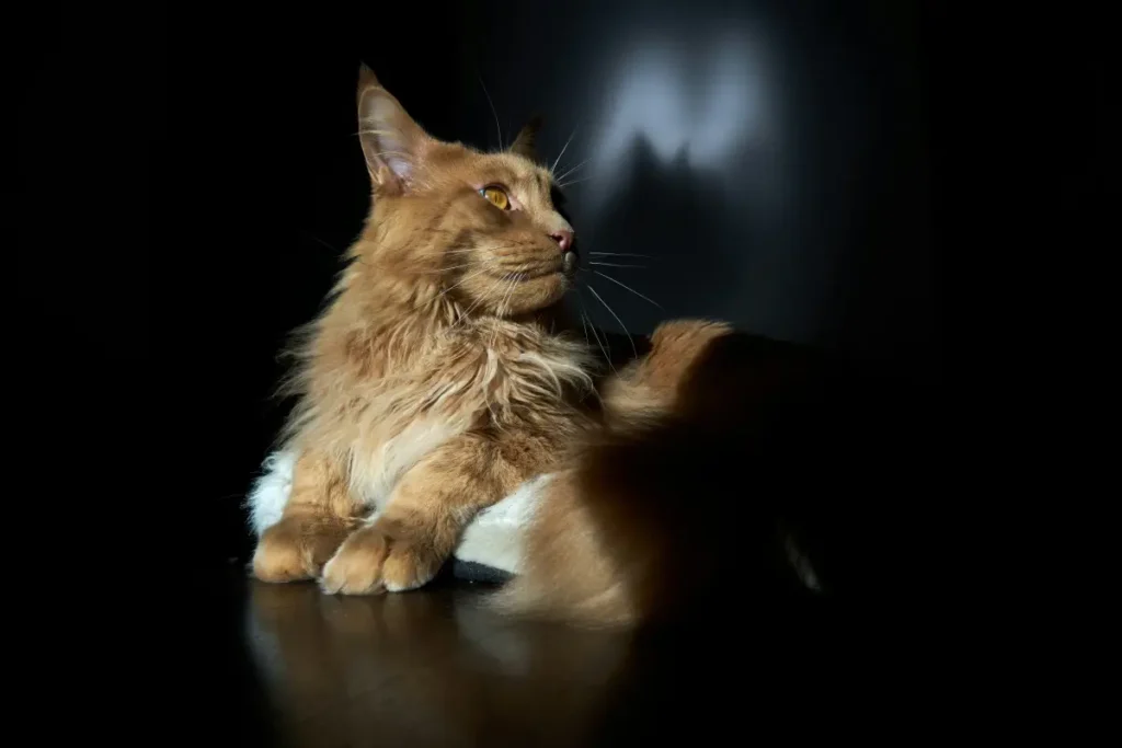 maine coon cat