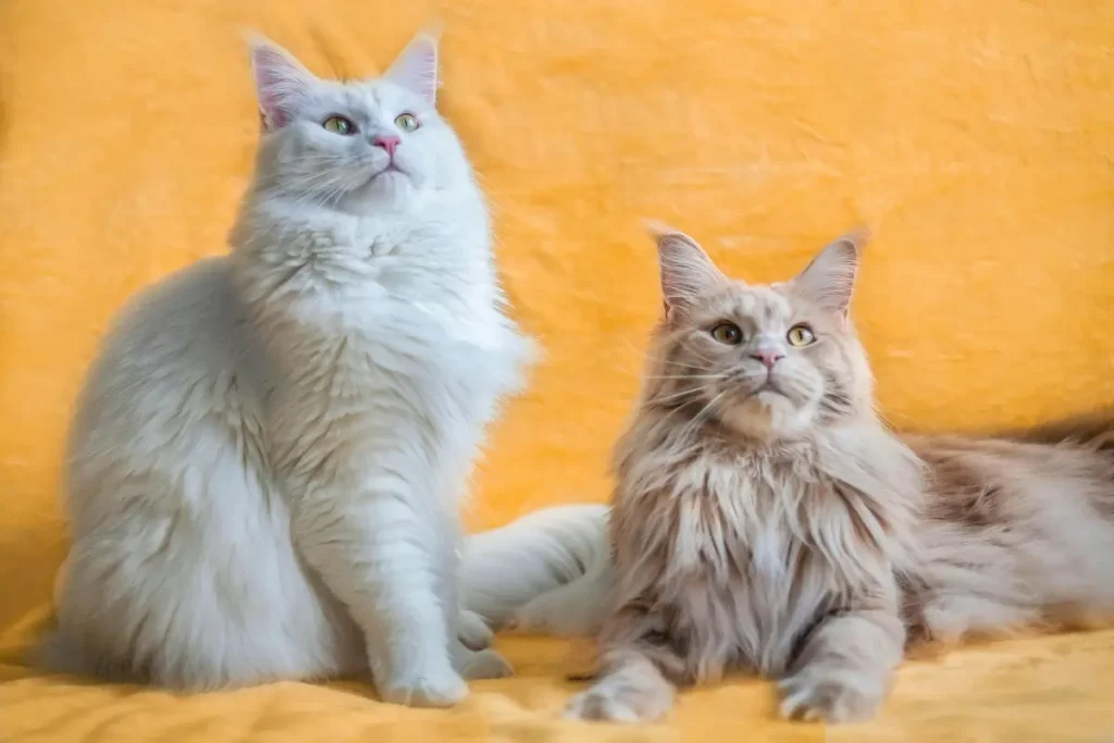 maine coon cat colors