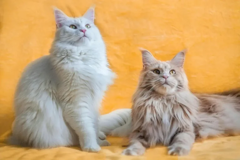 maine coon cat colors